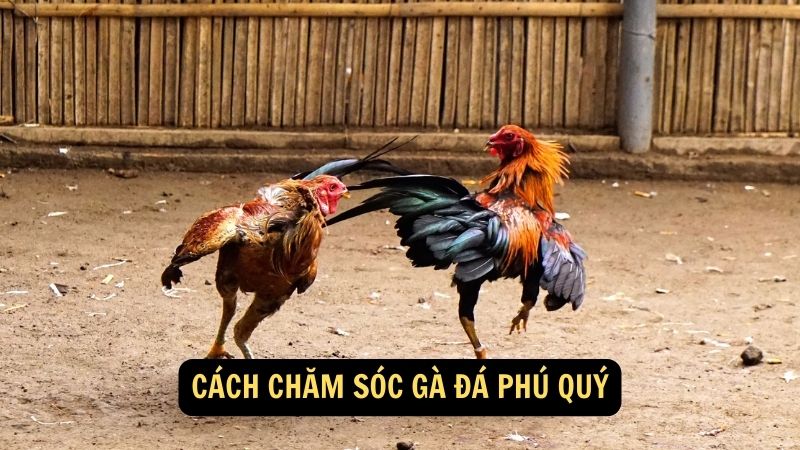 Cách chăm sóc Gà Đá Phú Quý