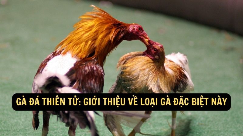 ga da thien tu 1