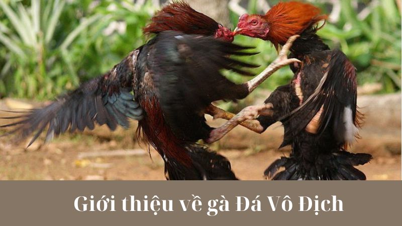 Chiến Thuật và Kỹ Thuật Chơi Gà Đá Vô Địch