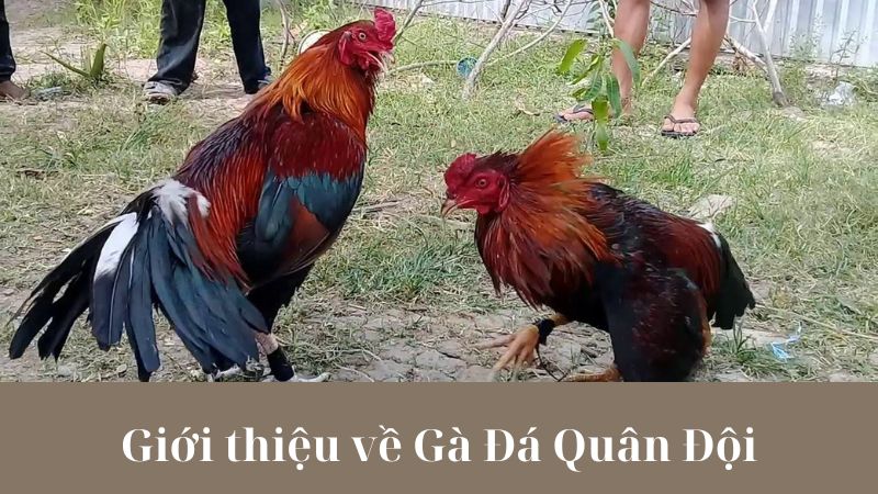 Kỹ thuật huấn luyện Gà Đá Quân Đội