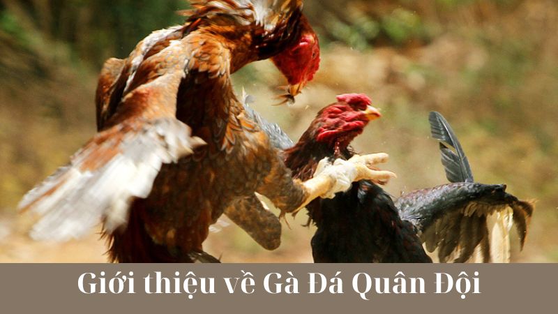 Thảo luận về đặc điểm nổi bật của gà đá quân đội