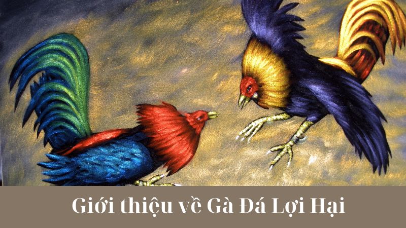 Luật lệ và quy định trong môn thể thao gà đá lợi hại