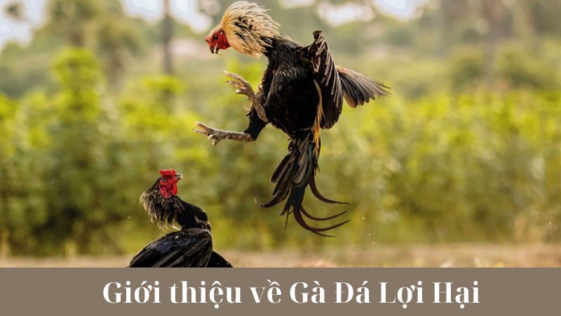 Cách chọn lựa gà đá lợi hại