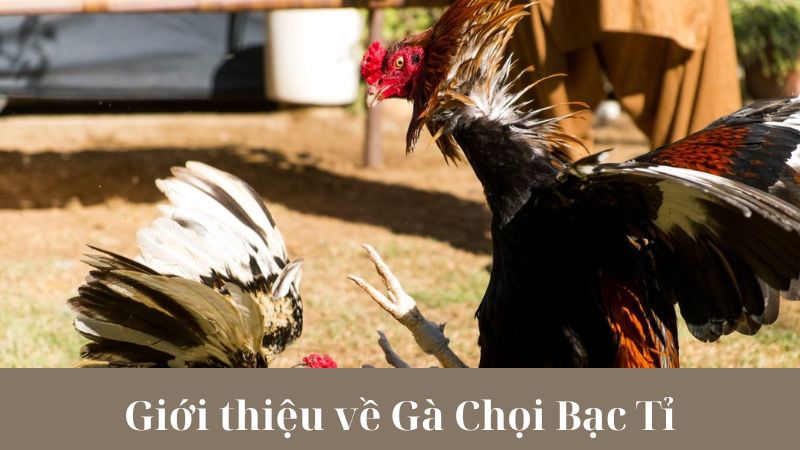 Lợi ích và giá trị của việc nuôi Gà Chọi Bạc Tỉ