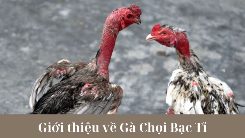 Cách nuôi và chăm sóc Gà Chọi Bạc Tỉ