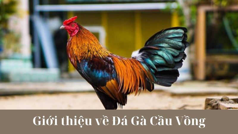 Cách chơi Đá Gà Cầu Vồng hiệu quả