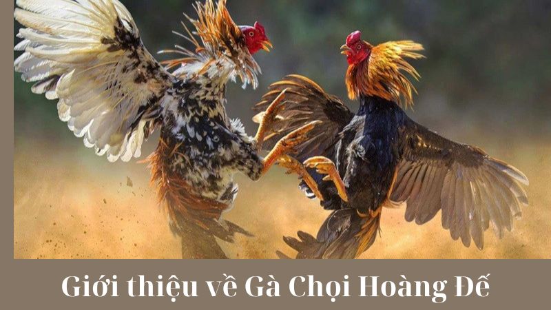 Lợi ích của việc nuôi Gà Chọi Hoàng Đế