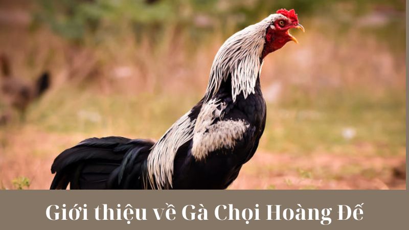 Mô tả ngoại hình, đặc điểm nổi bật của Gà Chọi Hoàng Đế