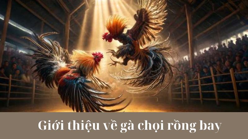 Cách kích thích trí thông minh và sự nhanh nhẹn của gà chọi rồng bay