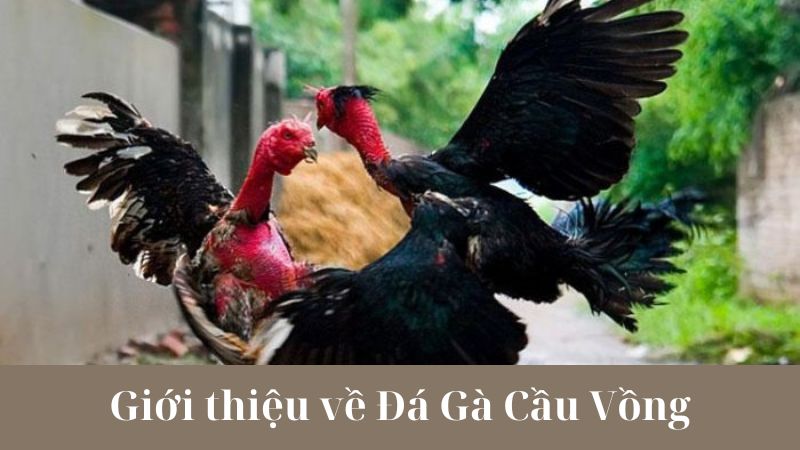 Một số lưu ý khi chơi Đá Gà Cầu Vồng