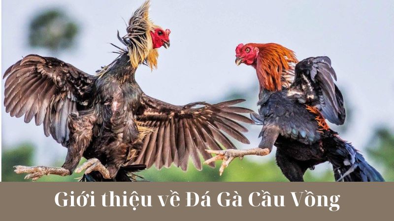 Lợi ích của việc chơi Đá Gà Cầu Vồng