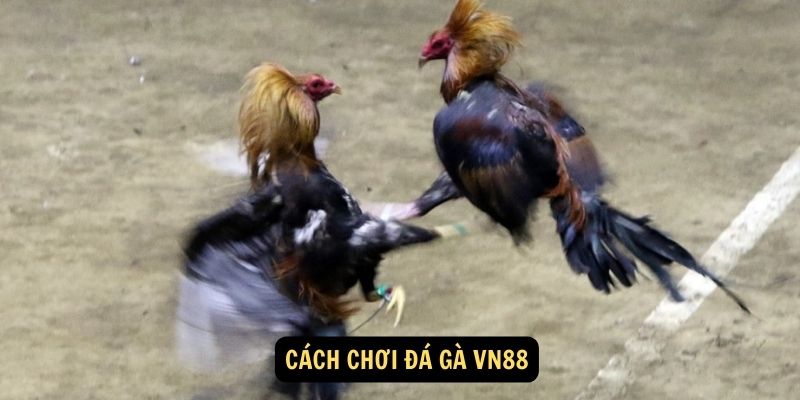 Cách chơi Đá Gà VN88