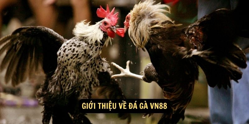 Giới thiệu về đá gà VN88