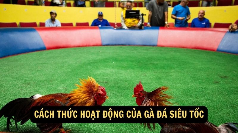 Cách thức hoạt động của Gà Đá Siêu Tốc