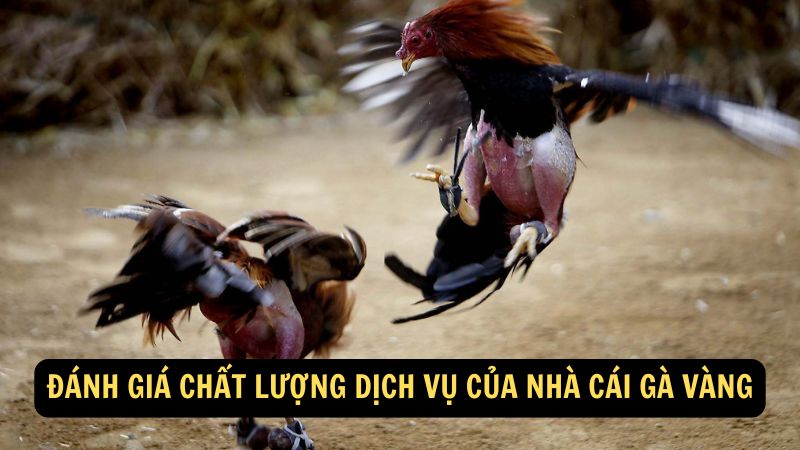 Đánh giá chất lượng dịch vụ của Nhà Cái Gà Vàng