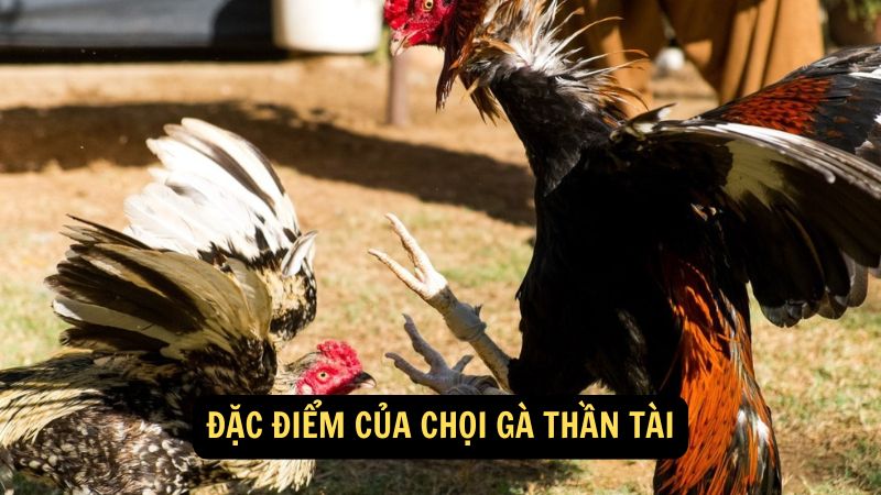 Đặc điểm của Chọi Gà Thần Tài