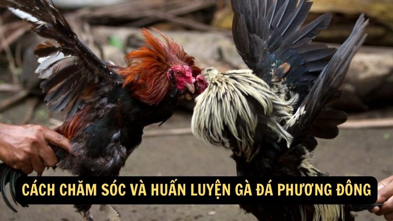 Cách chăm sóc và huấn luyện Gà Đá Phương Đông