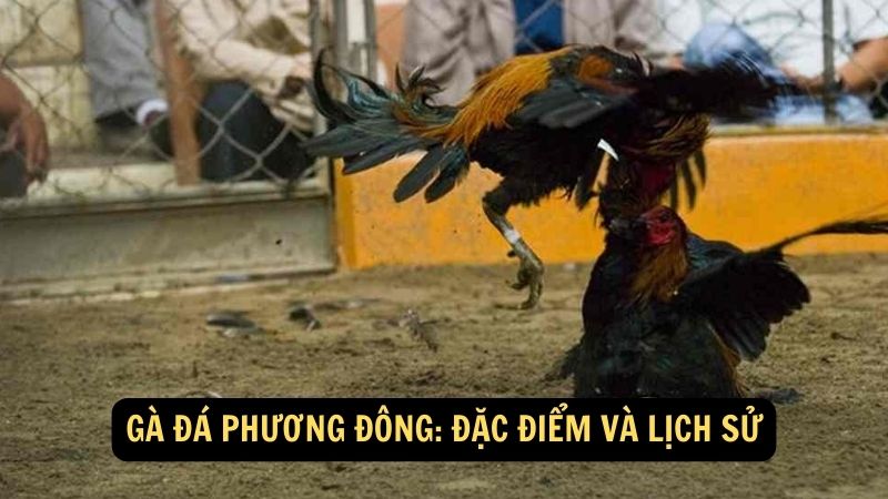 Gà Đá Phương Đông: Đặc điểm và lịch sử