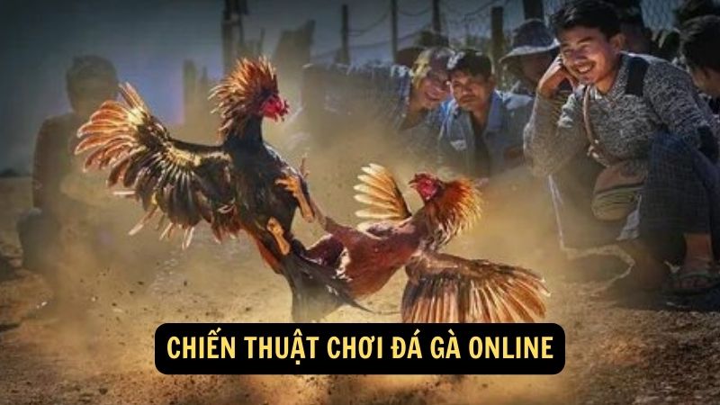 Chiến thuật chơi Đá Gà Online