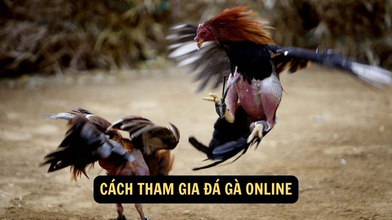 Cách tham gia Đá Gà Online