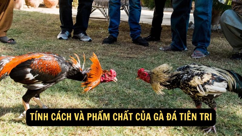 Tính cách và phẩm chất của Gà Đá Tiên Tri