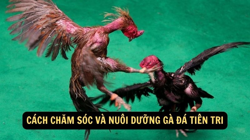 Cách chăm sóc và nuôi dưỡng Gà Đá Tiên Tri