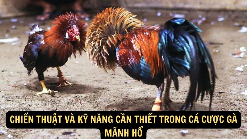 Chiến thuật và kỹ năng cần thiết trong Cá Cược Gà Mãnh Hổ