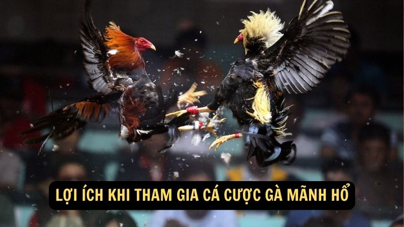 Lợi ích khi tham gia Cá Cược Gà Mãnh Hổ