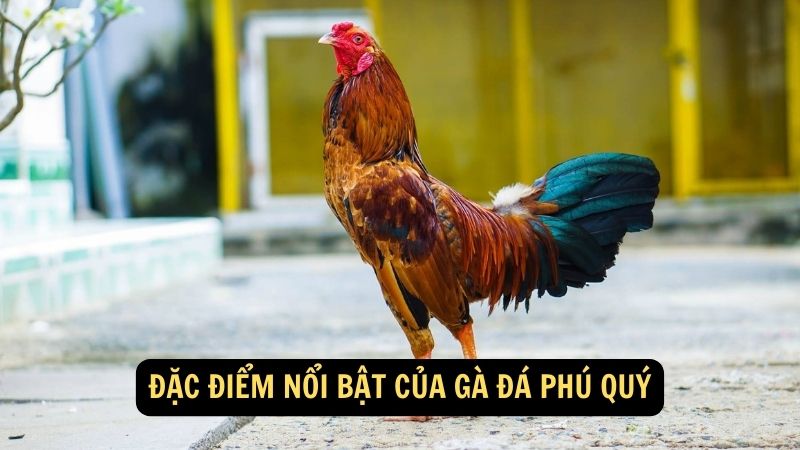 Đặc điểm nổi bật của Gà Đá Phú Quý