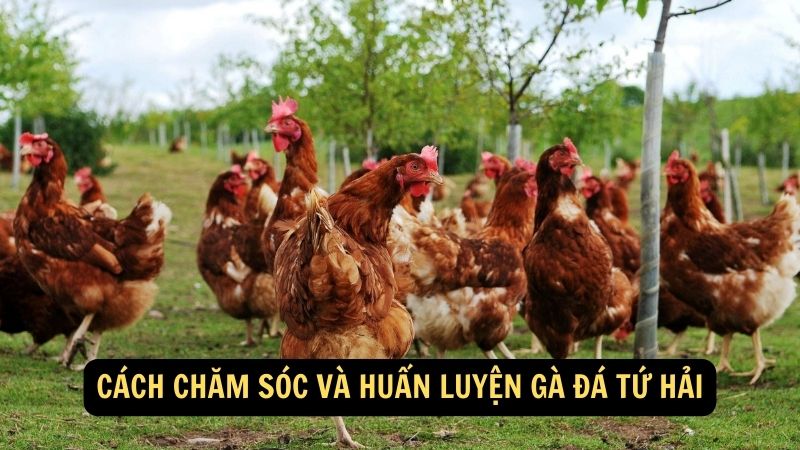 Cách chăm sóc và huấn luyện gà đá Tứ Hải