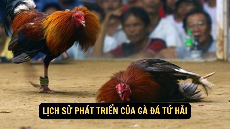 Lịch sử phát triển của Gà Đá Tứ Hải