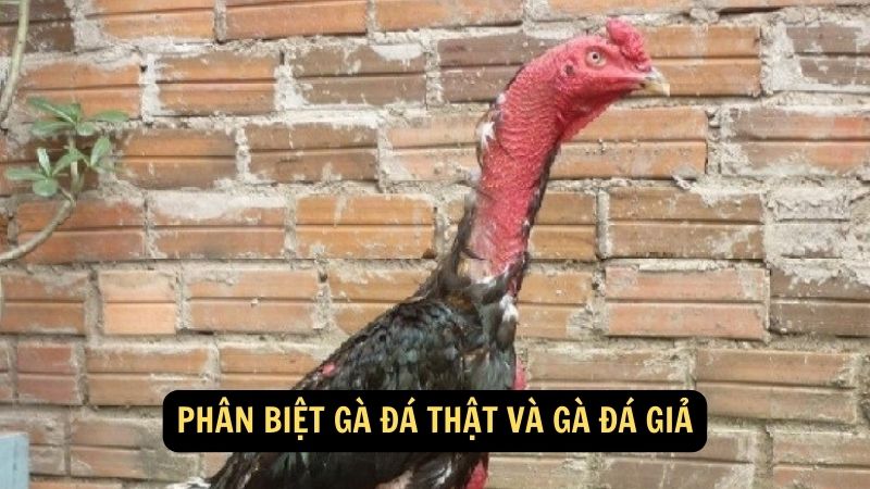 Phân biệt gà đá thật và gà đá giả