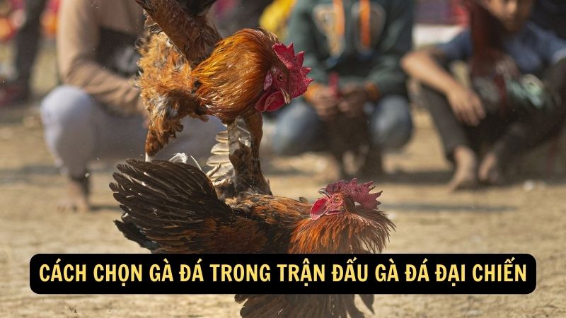 Cách chọn gà đá trong trận đấu Gà Đá Đại Chiến