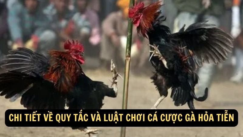 Chi tiết về quy tắc và luật chơi Cá Cược Gà Hỏa Tiễn