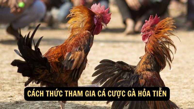 Cách thức tham gia Cá Cược Gà Hỏa Tiễn