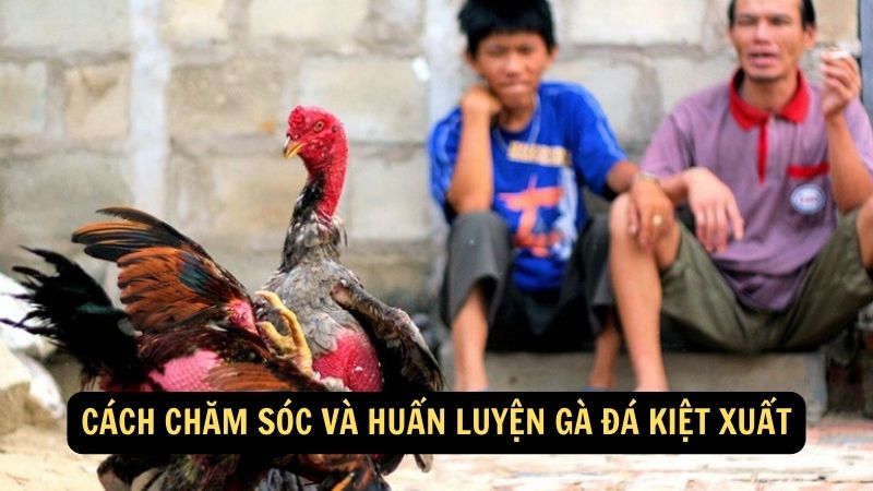 Cách Chăm Sóc và Huấn Luyện Gà Đá Kiệt Xuất