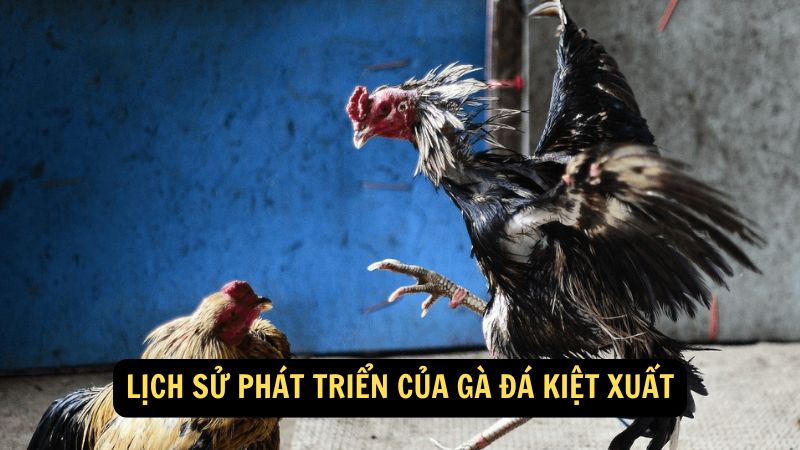 Lịch Sử Phát Triển của Gà Đá Kiệt Xuất