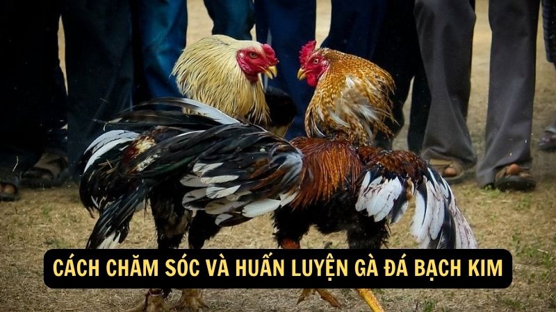 Cách chăm sóc và huấn luyện Gà Đá Bạch Kim