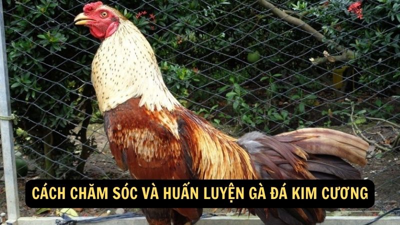 Cách chăm sóc và huấn luyện Gà Đá Kim Cương