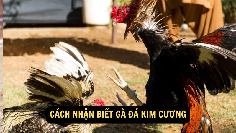 Cách nhận biết Gà Đá Kim Cương