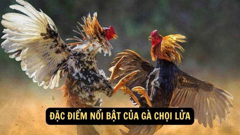 Đặc điểm nổi bật của Gà Chọi Lửa