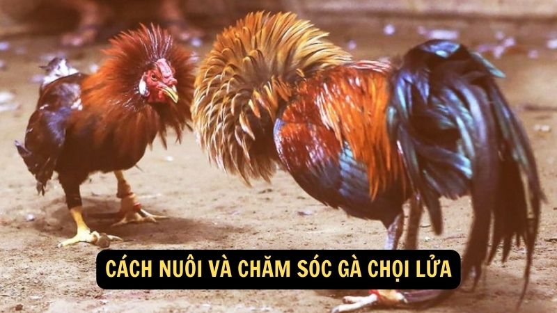 Cách nuôi và chăm sóc Gà Chọi Lửa