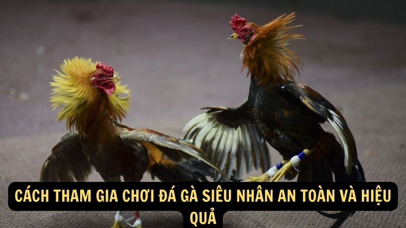 Cách tham gia chơi Đá Gà Siêu Nhân an toàn và hiệu quả