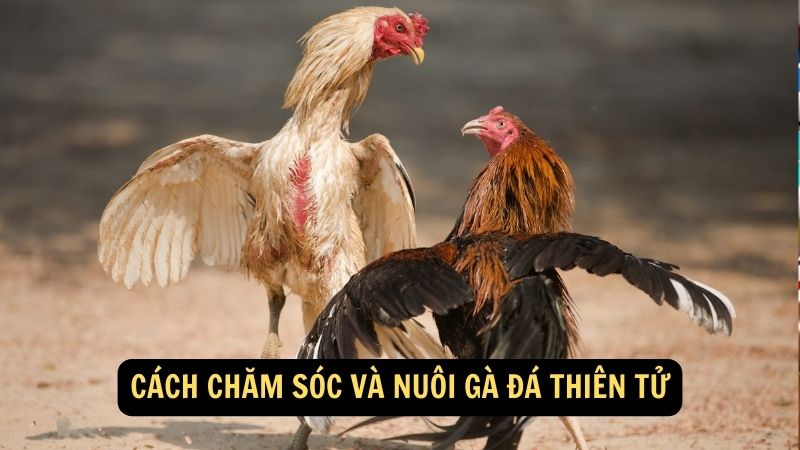 Cách chăm sóc và nuôi gà đá Thiên Tử