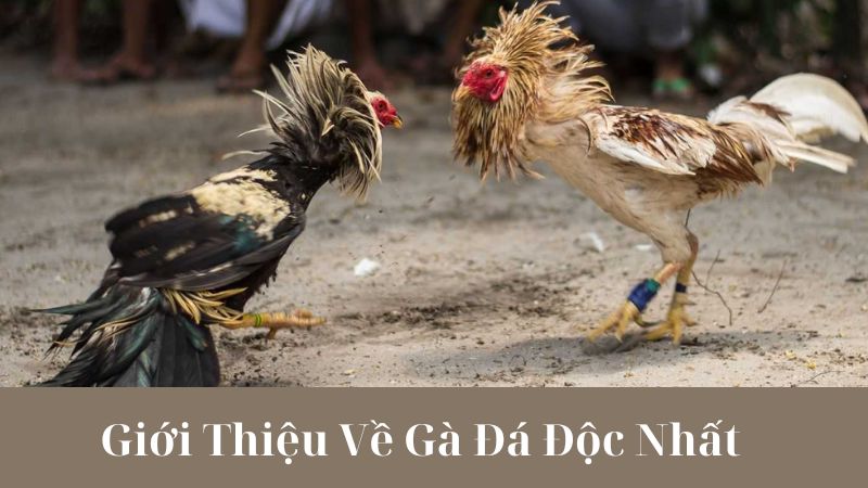 Gà Đá Độc Nhất trong văn hóa và lịch sử Việt Nam