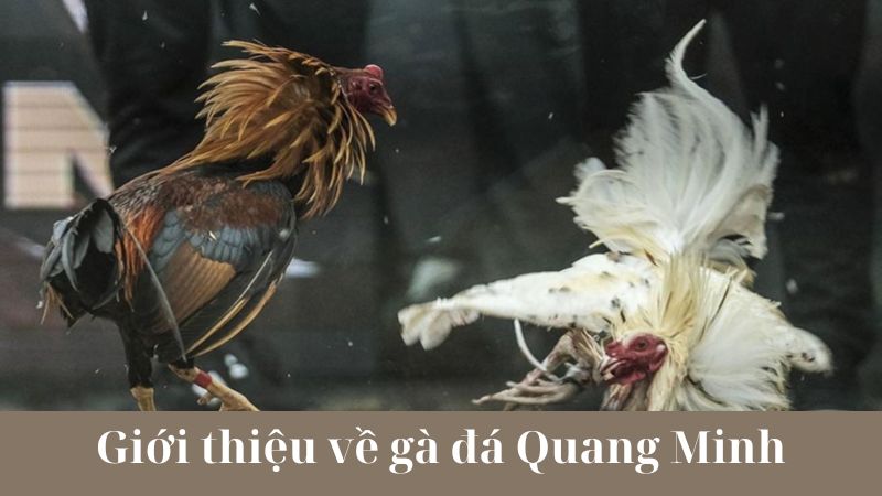 Những mẹo để tham gia gà đá Quang Minh hiệu quả