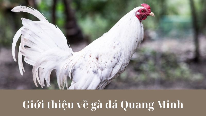 Cách thức tổ chức trận gà đá Quang Minh